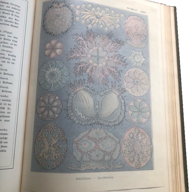 For Sale Kunstformen der Natur - Ernst Haeckel 1904