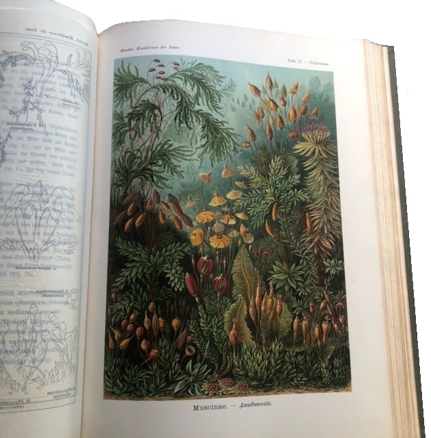 Te Koop Kunstformen der Natur - Ernst Haeckel 1904