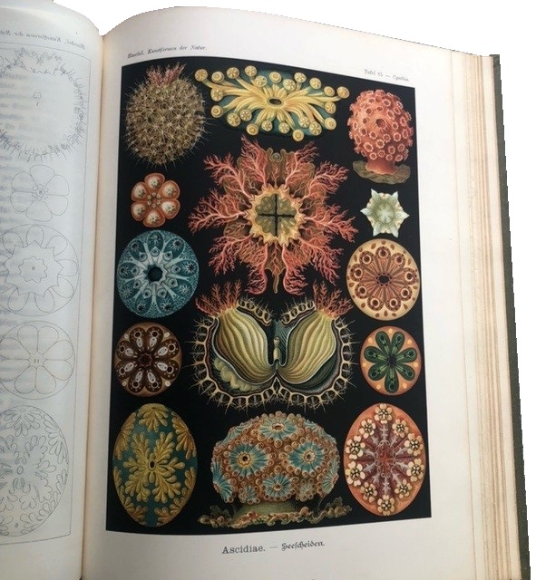Zu verkaufen Kunstformen der Natur - Ernst Haeckel 1904